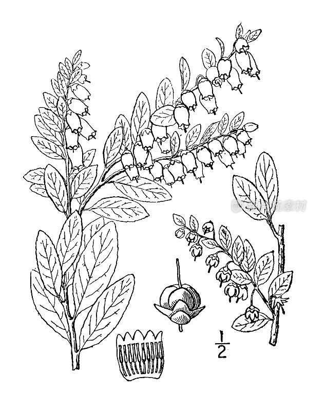 古植物学植物插图:Chamaedaphne calyculata, Dwarf cassandra